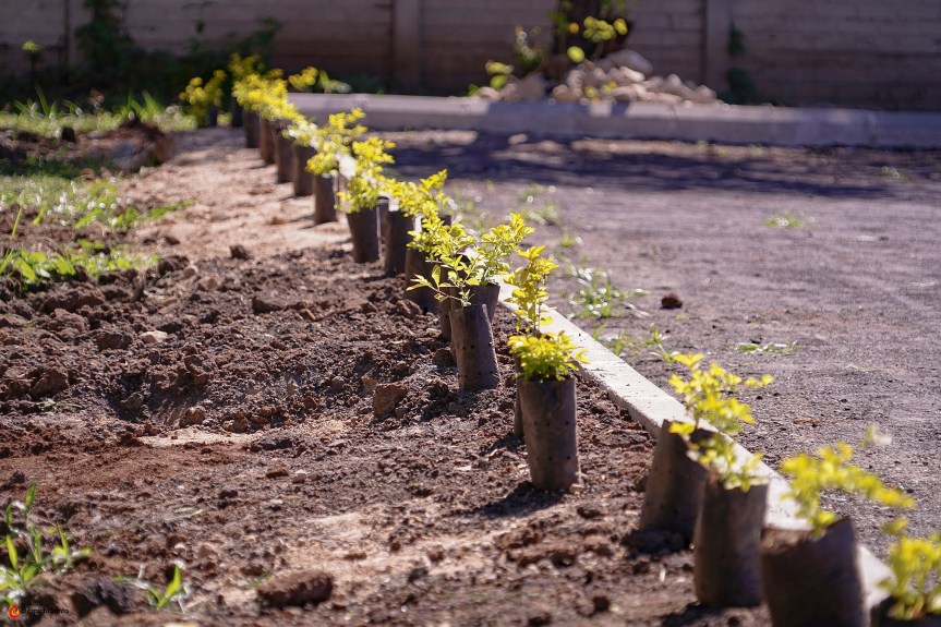 Cuidando nuestra casa común: Comenzamos la siembra de árboles y plantas en la&nbsp;parroquia